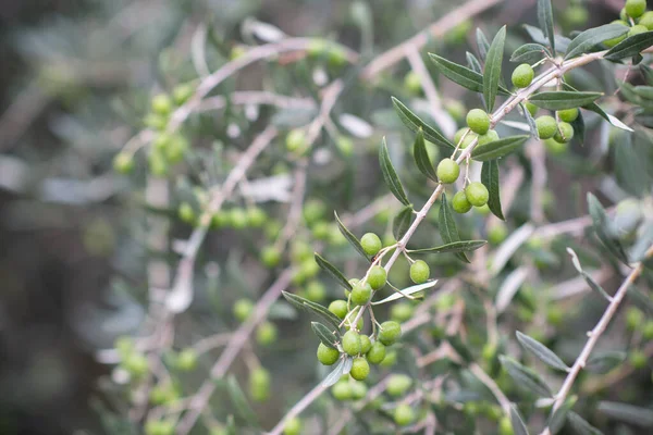 Olivenbäume Morgen Nebel Olivenbäume Garten Mediterranes Olivenfeld Bereit Für Die — Stockfoto