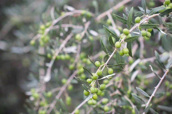 Sis Sabahında Zeytin Ağaçları Zeytin Ağaçları Bahçesi Akdeniz Zeytin Tarlası — Stok fotoğraf