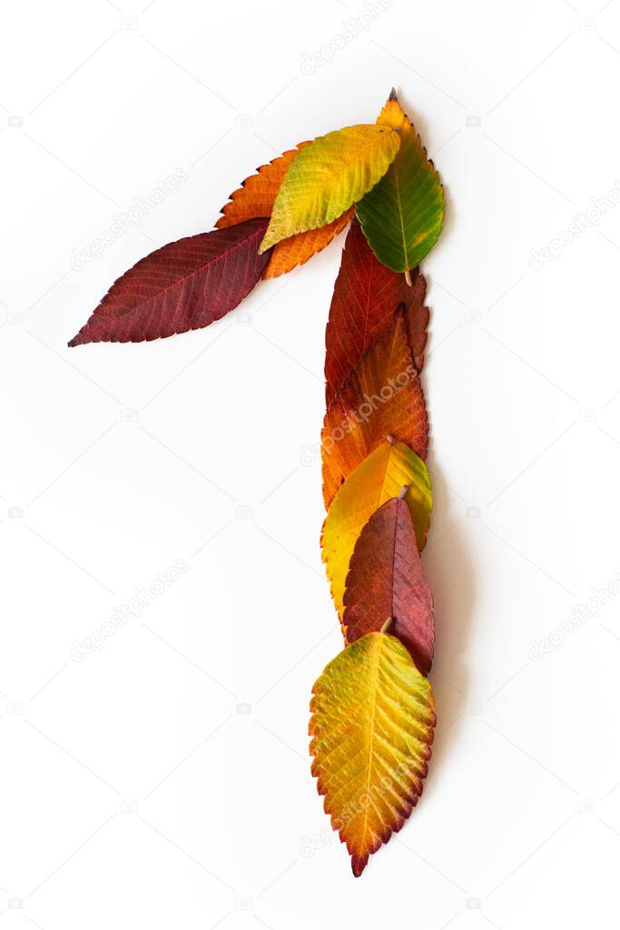 Number 1 of colorful autumn leaves. Cardinal number one mades of fall foliage. Autumnal design font concept. Seasonal decorative beautiful type mades from multi-colored leaves. Natural autumnal alphabet.