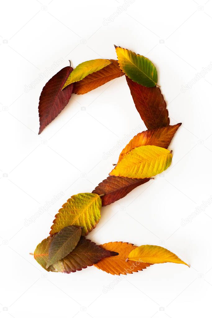 Number 2 of colorful autumn leaves. Cardinal number two mades of fall foliage. Autumnal design font concept. Seasonal decorative beautiful type mades from multi-colored leaves. Natural autumnal alphabet.