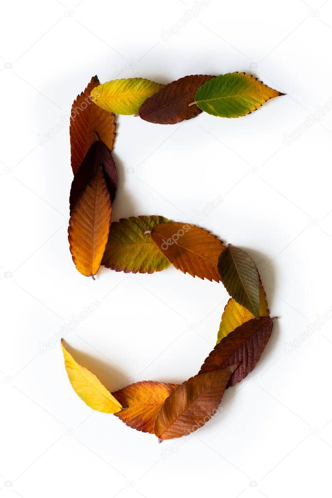 Number 5 of colorful autumn leaves. Cardinal number five mades of fall foliage. Autumnal design font concept. Seasonal decorative beautiful type mades from multi-colored leaves. Natural autumnal alphabet.