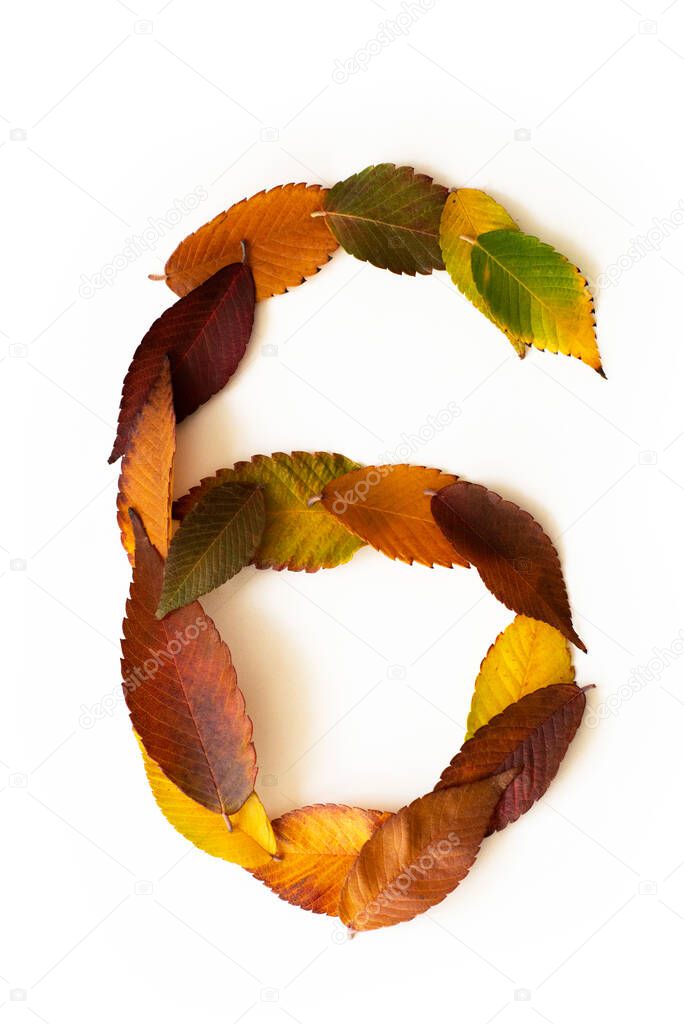 Number 6 of colorful autumn leaves. Cardinal number six mades of fall foliage. Autumnal design font concept. Seasonal decorative beautiful type mades from multi-colored leaves. Natural autumnal alphabet.