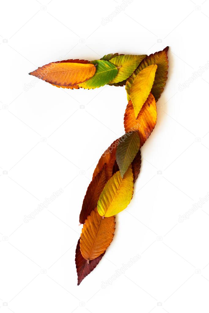 Number 7 of colorful autumn leaves. Cardinal number seven mades of fall foliage. Autumnal design font concept. Seasonal decorative beautiful type mades from multi-colored leaves. Natural autumnal alphabet.