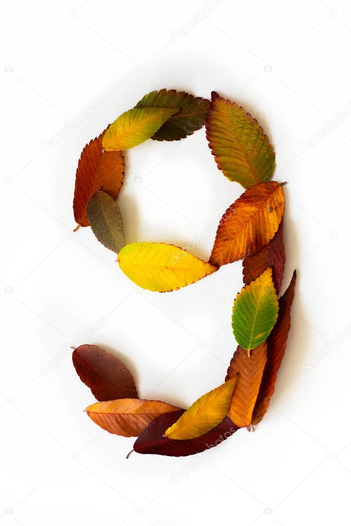 Number 9 of colorful autumn leaves. Cardinal number nine mades of fall foliage. Autumnal design font concept. Seasonal decorative beautiful type mades from multi-colored leaves. Natural autumnal alphabet.