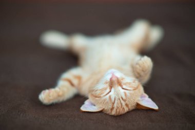 Klasik mermer desenli şirin kırmızı kedi yavrusu kanepede uyur. Sevimli küçük hayvan. Sevimli çocuk hayvan.