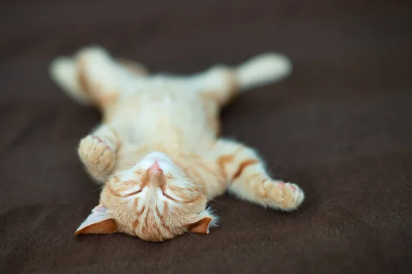 Gatinho Vermelho Bonito Com Padrão Mármore Clássico Dorme Parte Trás — Fotografia de Stock