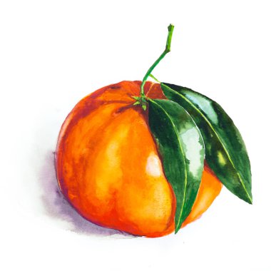 Yapraklı Mandarin, suluboya. Meyve suluboya çizimi. Kumaş veya duvar kağıdı için parlak bir iz. Canlı sulu olgun narenciye meyvesi. El çizimi mandalina