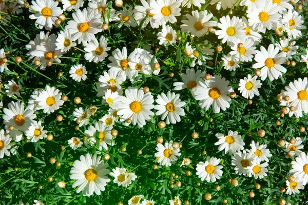 Kamomill Blommar Blommor Prästängar Skönhet Vårnaturen — Stockfoto