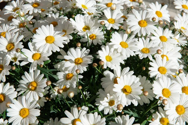 Blüten Der Kamille Gänseblümchen Wiese Schönheit Der Frühlingsnatur — Stockfoto