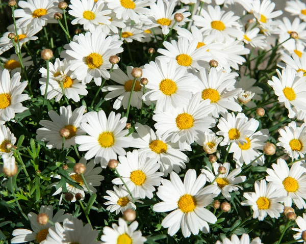 Blüten Der Kamille Gänseblümchen Wiese Schönheit Der Frühlingsnatur — Stockfoto