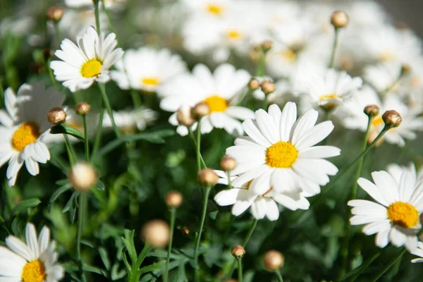 Blüten Der Kamille Gänseblümchen Wiese Schönheit Der Frühlingsnatur — Stockfoto