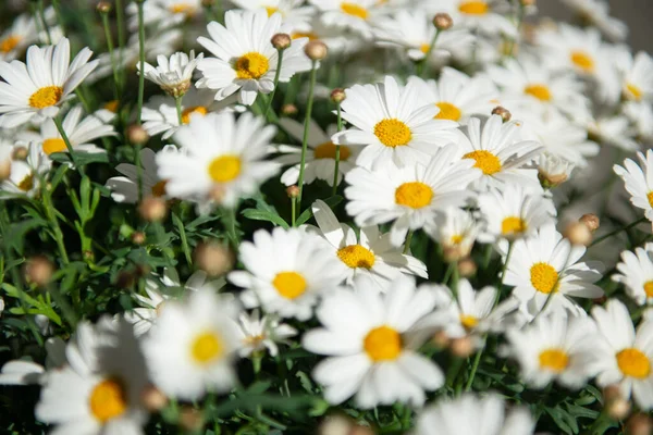 Blüten Der Kamille Gänseblümchen Wiese Schönheit Der Frühlingsnatur — Stockfoto