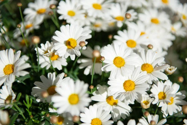 Blüten Der Kamille Gänseblümchen Wiese Schönheit Der Frühlingsnatur — Stockfoto