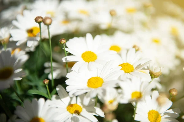 Blüten Der Kamille Gänseblümchen Wiese Schönheit Der Frühlingsnatur — Stockfoto