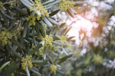 Çiçekli zeytinler. Zeytin ağaçları bahçesi. Akdeniz zeytin tarlası, bahar mevsimi. İtalyan zeytinliği. Zeytin çiftliği.