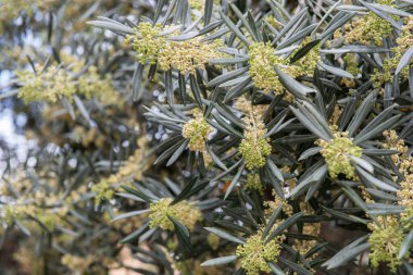 Çiçekli zeytinler. Zeytin ağaçları bahçesi. Akdeniz zeytin tarlası, bahar mevsimi. İtalyan zeytinliği. Zeytin çiftliği.