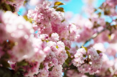 Sakura, kiraz çiçeği, çiçekli kiraz ağacı. Doğulu kiraz çiçeği. Beyaz ve gül çiçekli sakura dalı, doğadaki güzellik, güzel bahar doğası arka planı.