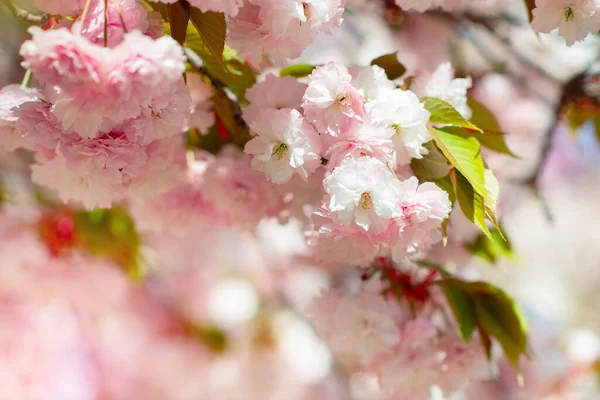 Sakura Fiori Ciliegio Ciliegio Con Fiori Fioritura Ciliegie Orientali Ramo — Foto Stock