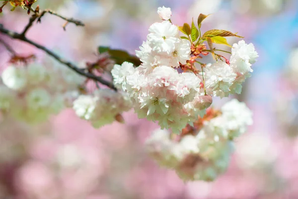 Sakura Fiori Ciliegio Ciliegio Con Fiori Fioritura Ciliegie Orientali Ramo — Foto Stock