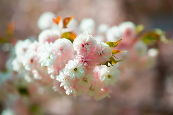 花のある桜 東洋の桜が咲く 白とバラの花を持つ桜の枝 自然の美しさ 美しい春の自然背景 — ストック写真