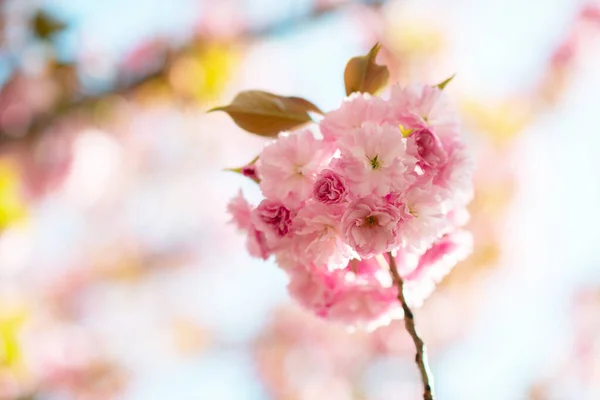 Sakura Flor Cerezo Cerezo Con Flores Cerezo Oriental Floreciendo Rama — Foto de Stock