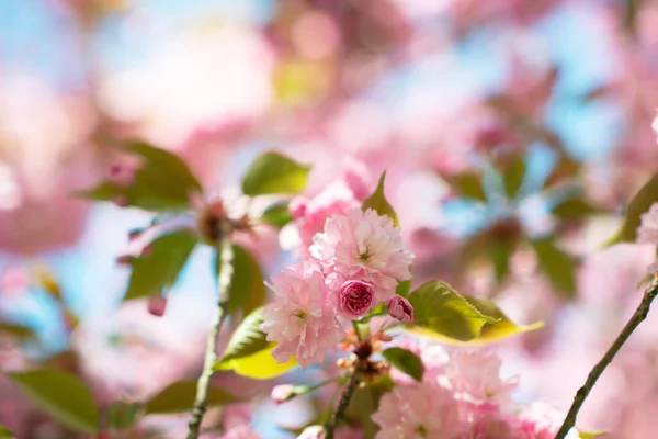 Sakura Fiori Ciliegio Ciliegio Con Fiori Fioritura Ciliegie Orientali Ramo — Foto Stock