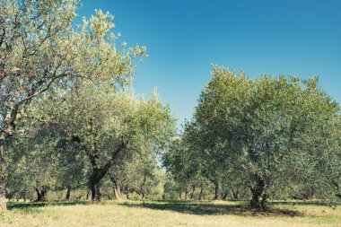 Zeytin ağaçları. Zeytin ağaçları bahçesi. Akdeniz zeytin tarlası hasat için hazır. Taze zeytinli İtalyan zeytinliği. Taze zeytin. Zeytin çiftliği. Resim tonlandırılmış.