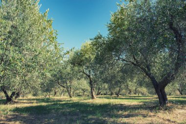 Zeytin ağaçları. Zeytin ağaçları bahçesi. Akdeniz zeytin tarlası hasat için hazır. Taze zeytinli İtalyan zeytinliği. Taze zeytin. Zeytin çiftliği. Resim tonlandırılmış.