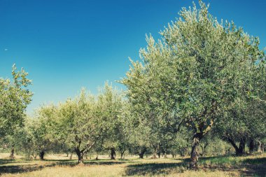 Zeytin ağaçları. Zeytin ağaçları bahçesi. Akdeniz zeytin tarlası hasat için hazır. Taze zeytinli İtalyan zeytinliği. Taze zeytin. Zeytin çiftliği. Resim tonlandırılmış.