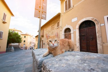 Kızıl Kedi - Montalcino vatandaşı, antik şehir merkezi. Toskana tatili. İtalya tatilleri Toskana, İtalya, Avrupa 'da. Güzel İtalya 'da tatil. 