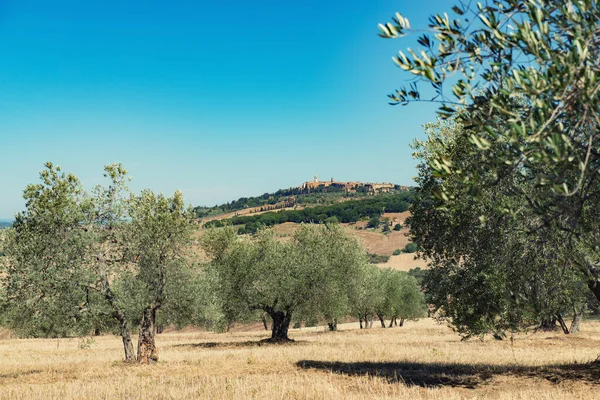 Olive trees. Olive trees garden. Mediterranean olive field ready for harvest. Italian olive\'s grove with ripe fresh olives. Fresh olives. Olive farm. Image toned.