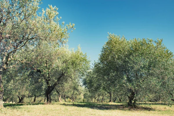 Gli Ulivi Giardino Ulivi Terreno Olivicolo Mediterraneo Pronto Raccolta Oliveto — Foto Stock