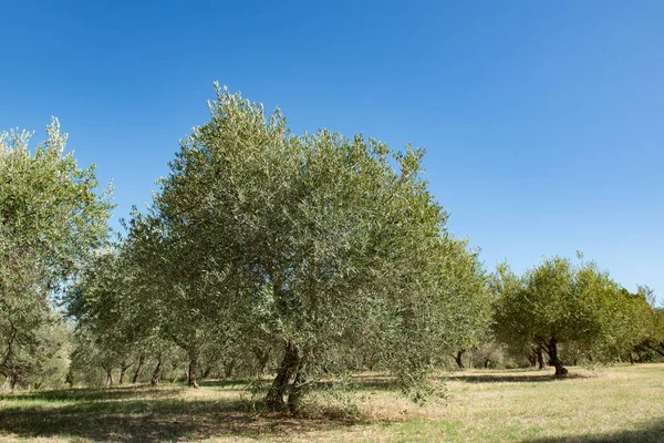 Gli Ulivi Giardino Ulivi Terreno Olivicolo Mediterraneo Pronto Raccolta Oliveto — Foto Stock