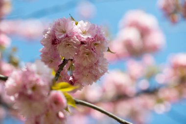 Sakura, kiraz çiçeği, çiçekli kiraz ağacı. Doğulu kiraz çiçeği. Beyaz ve gül çiçekli sakura dalı, doğadaki güzellik, güzel bahar doğası arka planı.