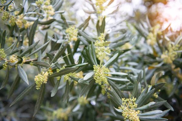 Olive Fiore Giardino Ulivi Campo Ulivo Mediterraneo Stagione Primaverile Oliveto — Foto Stock
