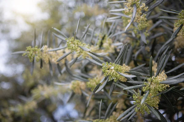 Oliven Voller Blüte Olivenbäume Garten Mediterranes Olivenfeld Frühlingszeit Italienischer Olivenhain — Stockfoto