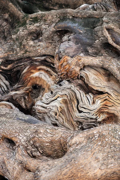 Alter Olivenbaum Mit Massivem Stamm Und Schöner Rindenstruktur — Stockfoto