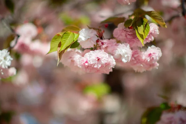 Sakura Fiori Ciliegio Ciliegio Con Fiori Fioritura Ciliegie Orientali Ramo — Foto Stock