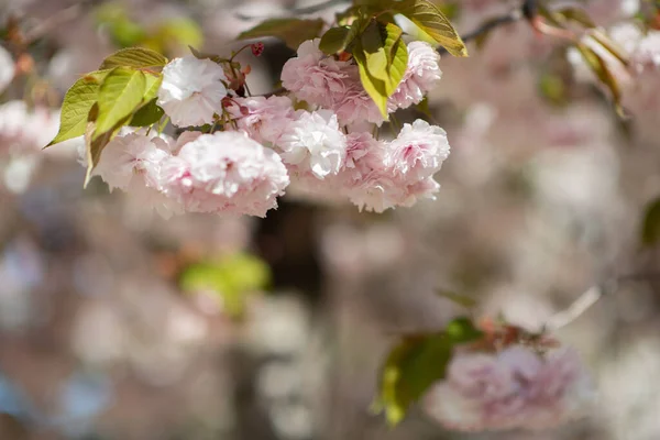 Sakura Körsbärsblomma Körsbärsträd Med Blommor Orientalisk Körsbär Blommar Filial Sakura — Stockfoto