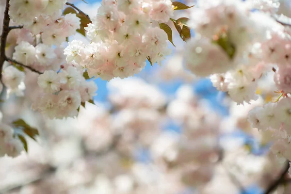 Sakura Körsbärsblomma Körsbärsträd Med Blommor Orientalisk Körsbär Blommar Filial Sakura — Stockfoto