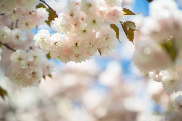 사쿠라 꽃달린 벚나무 동양의 벚꽃이 흰색과 사쿠라의 자연의아름다움 아름다운 — 스톡 사진