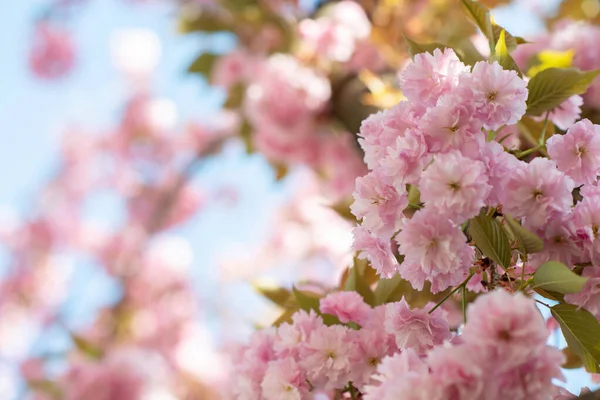 Σακούρα Άνθη Κερασιάς Κερασιά Λουλούδια Ανατολίτικο Κεράσι Ανθίζει Κλάδος Της — Φωτογραφία Αρχείου