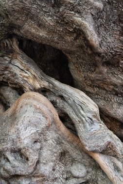 Kocaman gövdesi ve güzel bir kabuk smokini olan yaşlı bir zeytin ağacı.. 