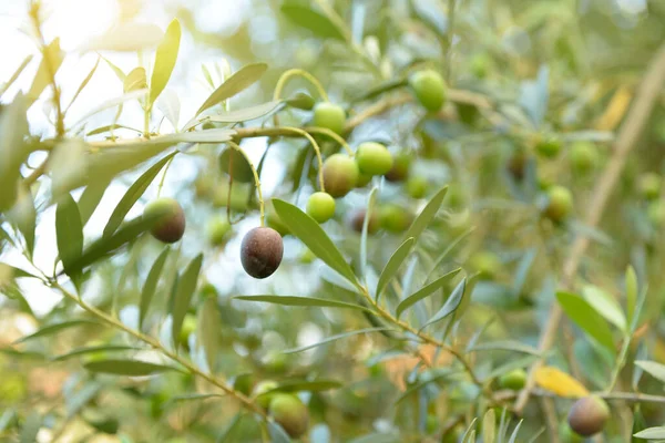 Ramo Com Azeitonas Frescas Maduras Mediterrâneo Oliveiras Jardim Pronto Para — Fotografia de Stock