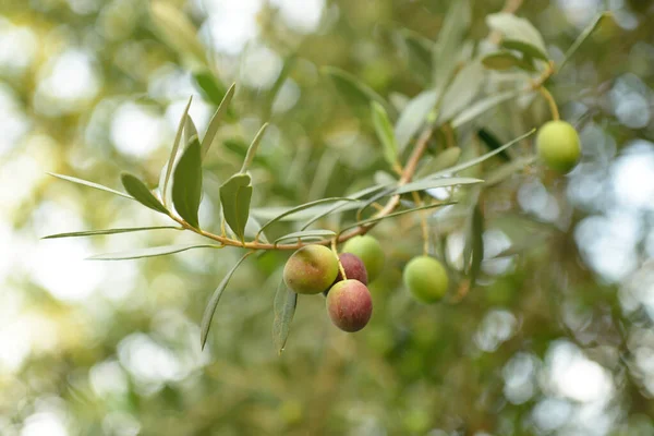 Κλάδος Φρέσκες Ώριμες Ελιές Μεσογειακός Κήπος Ελαιόδεντρων Έτοιμος Για Συγκομιδή — Φωτογραφία Αρχείου