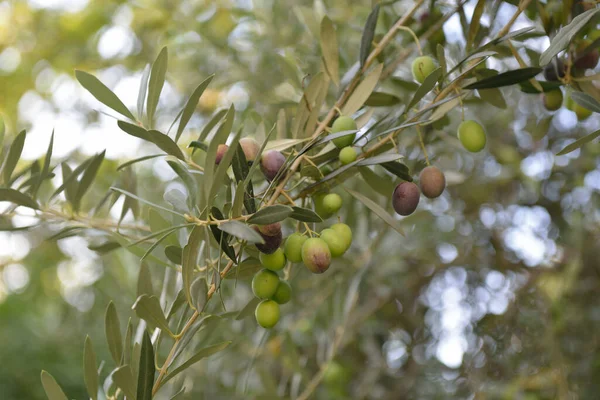 Κλάδος Φρέσκες Ώριμες Ελιές Μεσογειακός Κήπος Ελαιόδεντρων Έτοιμος Για Συγκομιδή — Φωτογραφία Αρχείου