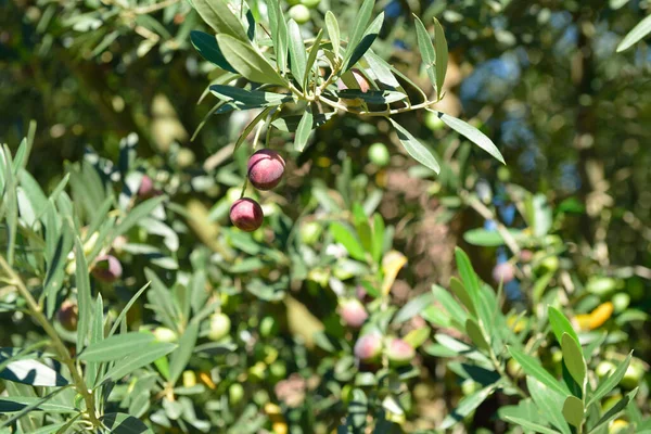 Rama Con Aceitunas Frescas Maduras Jardín Mediterráneo Olivos Listo Para —  Fotos de Stock