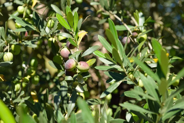 Taze Zeytinli Bir Dal Akdeniz Zeytin Ağaçları Hasat Için Hazır — Stok fotoğraf