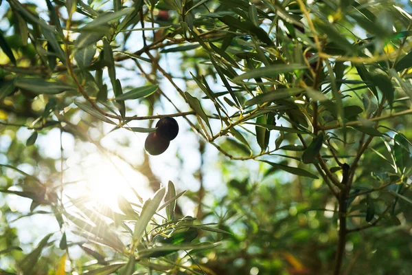 Κλάδος Φρέσκες Ώριμες Ελιές Μεσογειακός Κήπος Ελαιόδεντρων Έτοιμος Για Συγκομιδή — Φωτογραφία Αρχείου