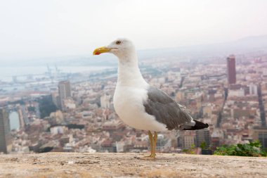 Alicante (İspanya) panoramasının arka planında albatros. Santa Barbara Dağı 'ndan kuş önplanlı şehir manzarası
